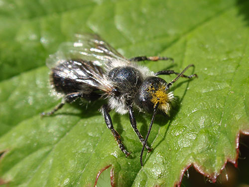 Male Osmia pilicornis Photo-Rosie Bleet