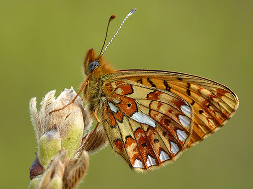 Pearl-bordered Fritillary