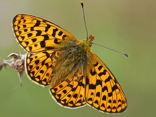 Pearl-bordered Fritillary