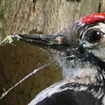 Lesser Spotted Woodpecker <i>Dryobates minor</i>
