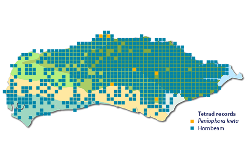 Peniophora laeta map