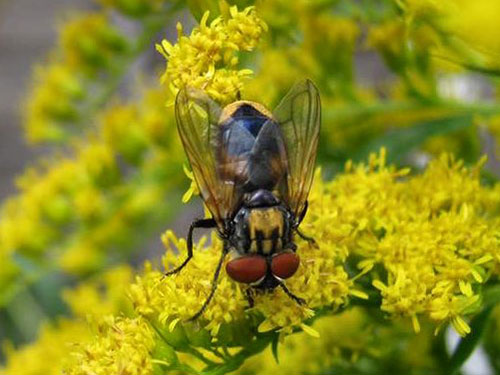 Phasia aurigera Andrew Thrasher