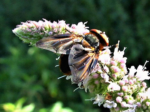 Phasia hemiptera - Patrick Roper