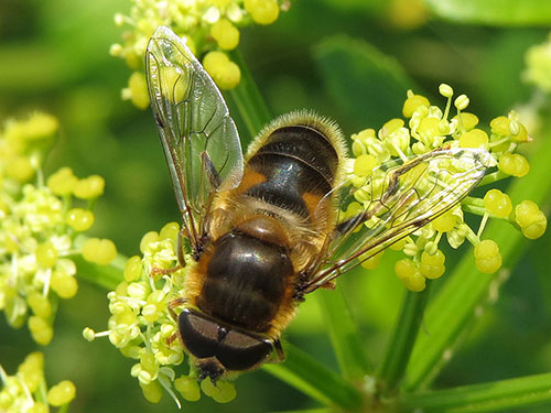 Male Eristalis pertinax - photo: Steven Falk