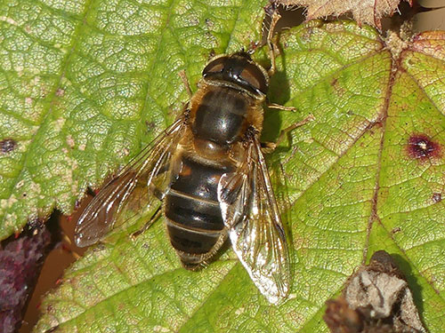 Female Eristalis pertinax - photo: Mike Mullis