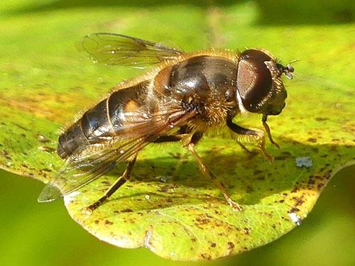 Male Eristalis pertinax - Photo: Mike Mullis