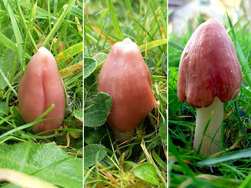 Pink Waxcap Stages