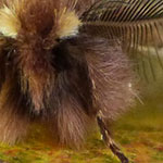 Plumed Prominent, <i>Ptilophora plumigera</i>