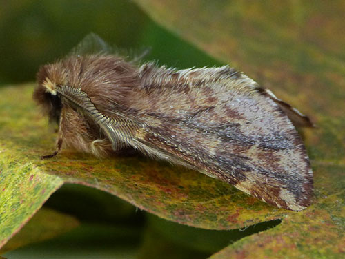 Plumed Prominent