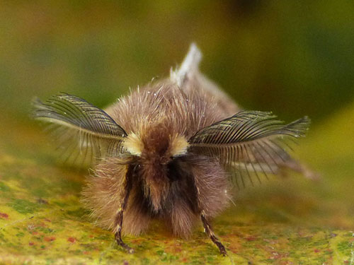 Male Plumed Prominent antennae