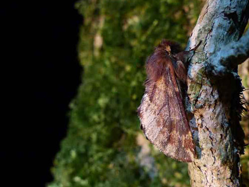 Plumed Prominent