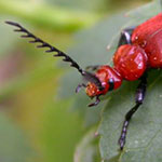 Cardinal Beetles (<i>Pyrochroa</i> spp.)