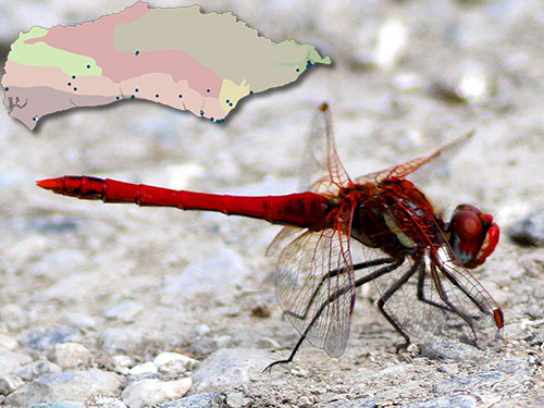 Red-veined Darter