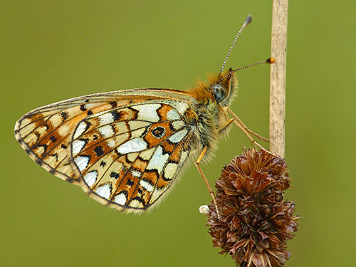 Small Pearl-bordered Fritillary