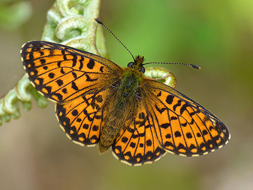 Small Pearl-bordered Fritillary