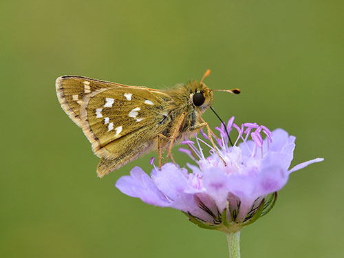 Silver-spotted Skipper - Bob Eade