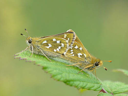 Silver-spotted Skippers - Bob Eade
