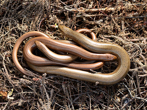 Slow-worms