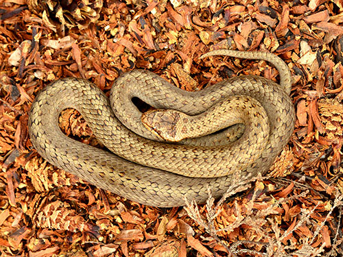 Male Smooth Snake