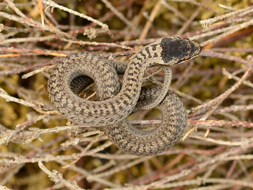 Smooth Snake neonate