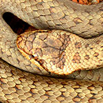 Smooth Snake (<i>Coronella austriaca</i>)