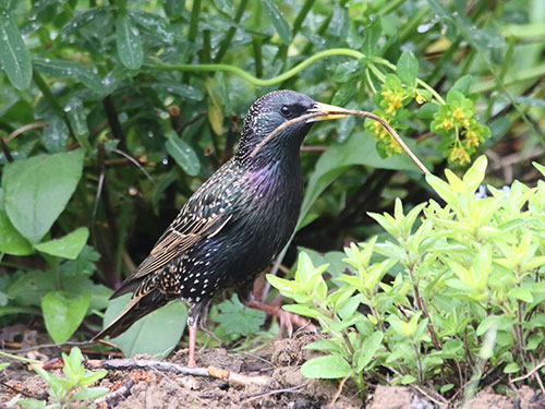 Common Starling with nesting material - Mark Mallalieu
