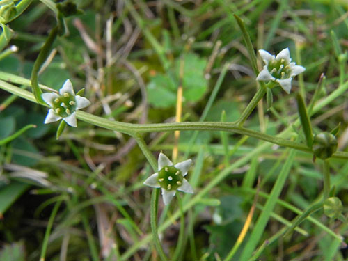 Thesium humifusum - Nick Sturt