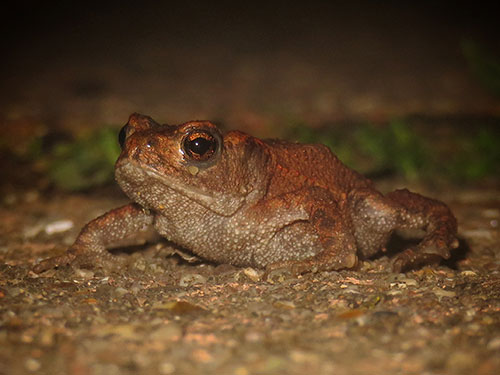 Common Toad