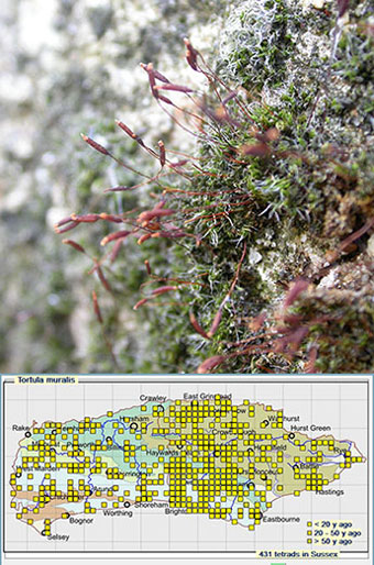 Tortula muralis - Brad Scott