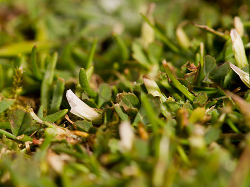 Trifolium ornithopodioides - Evan Jones