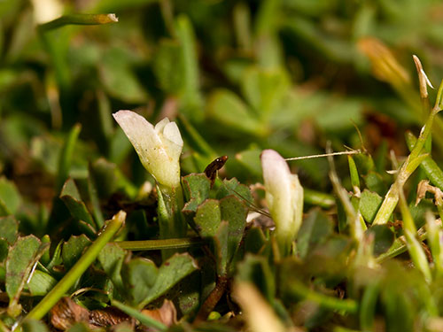 Trifolium ornithopodioides - Evan Jones