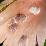 Pink Waxcap <i>Porpolomopsis calyptriformis</i>