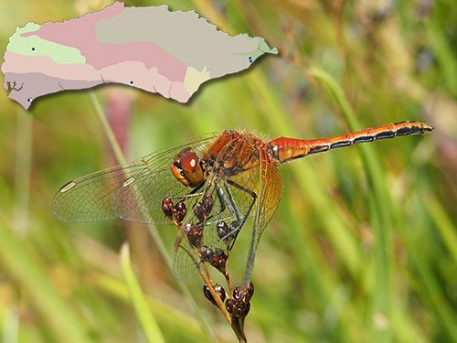 Yellow-winged Darter