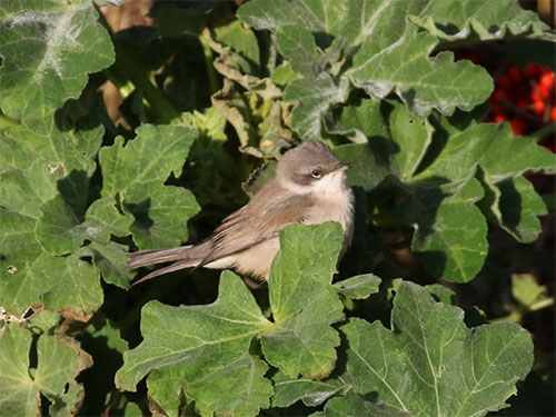 blythi Lesser Whitethroat - Photo: Laurence Pitcher