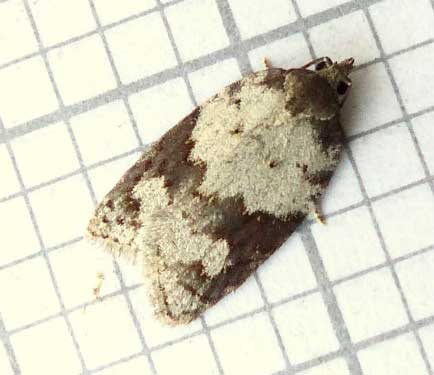 Acleris sparsana - Photo: Derek Lee