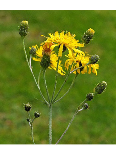 Hieracium umbellatum - Mike Shaw