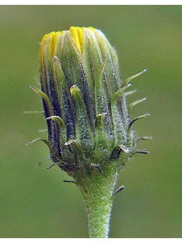 Hieracium umbellatum - Mike Shaw