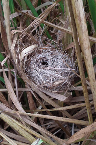 Harvest Mouse nest